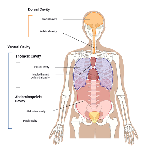 A diagram depicting The ventral cavity