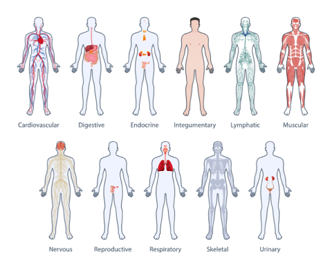 Main systems of the human body