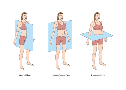 A diagram depicting the 3 anatomical planes