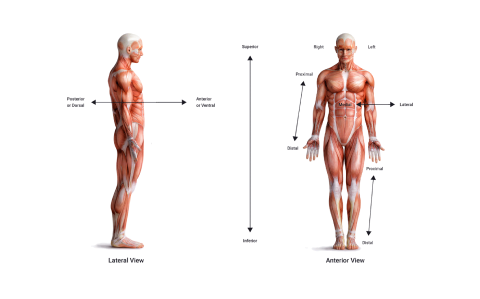 An image of human muscles anatomy