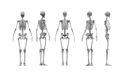 An illustration of the skeletal system