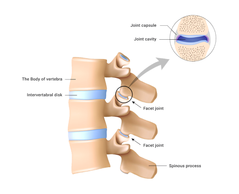 A diagram depicting Vertebral joints