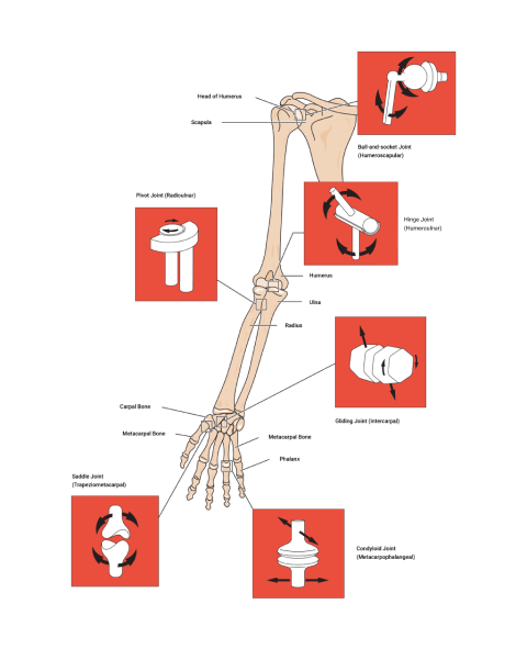 A diagram depicting Types of synovial joints