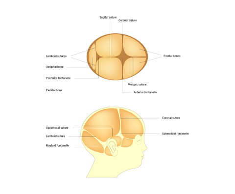 A diagram depicting Sutures