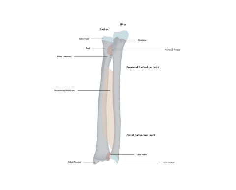 A diagram depicting distal radioulnar joints