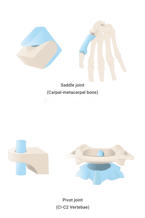 A diagram depicting Synovial joints are diarthrosis