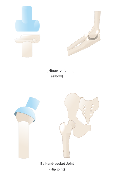 A diagram depicting Synovial joints are diarthrosis