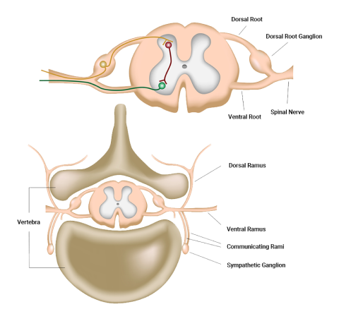 A diagram depicting spinal column diagram