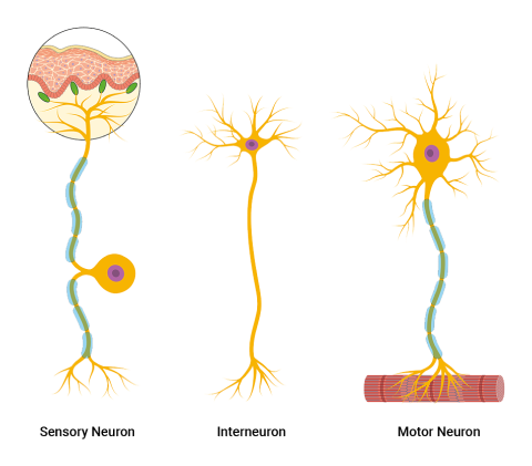 3 types of neurons