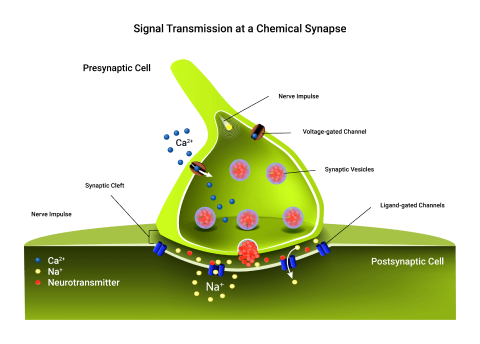 Diagram of signal transmission at a chemical synapse