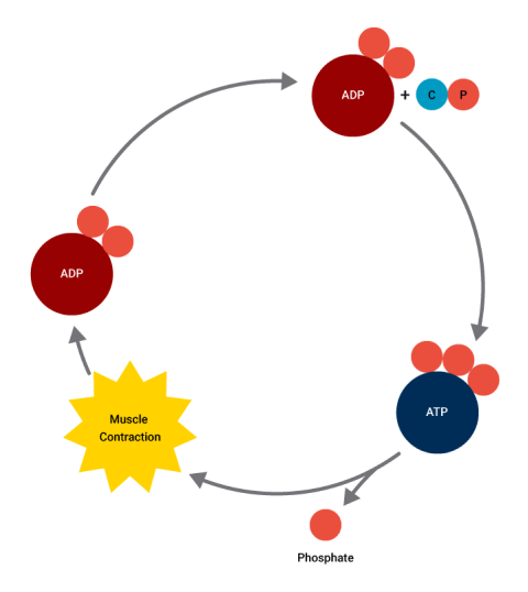 A diagram depicting nergy release phase (i.e. during exercise or sport) or an energy regeneration phase (i.e. during recovery from exercise)