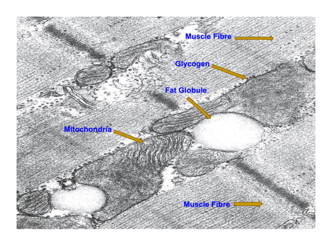 A diagram of an animal cell