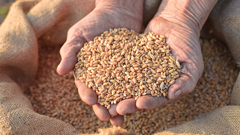 Wheat and hands of the old farmer