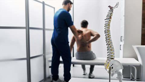 Anatomical model of spine on table in manual therapist's office. Adult man patient during spinal exam by physiotherapist on background, soft focus