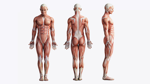 anatomy, muscles; 3d illustration