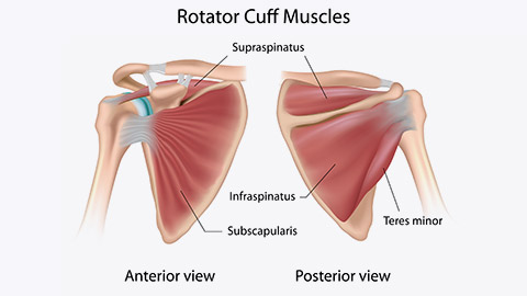 Rotator cuff diagram