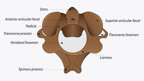 A diagram of a vertebrae