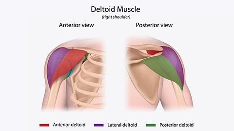 Deltoid diagram