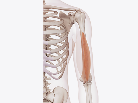 Biceps brachii