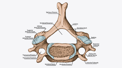 Parts of the spinal column