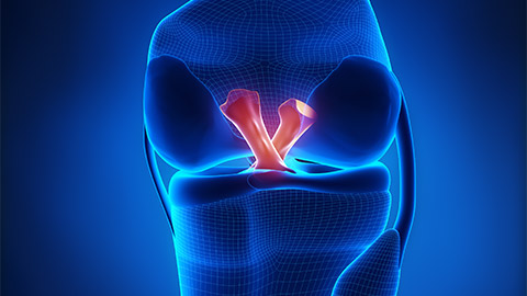 A diagram showing knee tendons