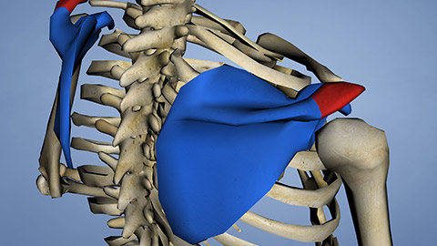 A diagram showing shoulder blades