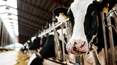 Cows eating hay