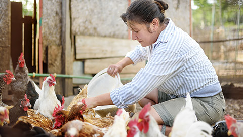 Female farmer feeding chickens from bio organic food in the farm chicken coop.