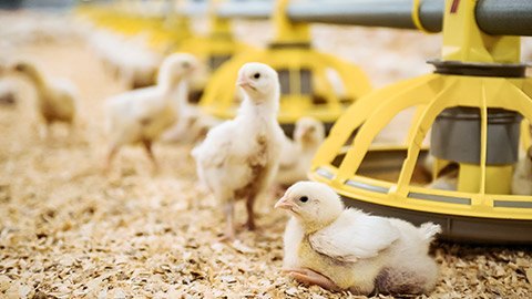 Chicks on the farm