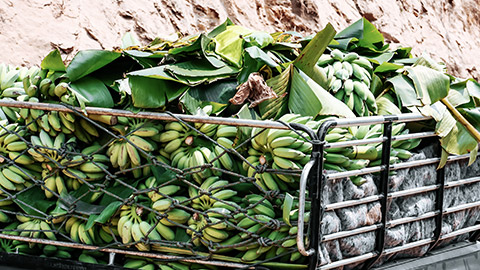 Green banana on truck