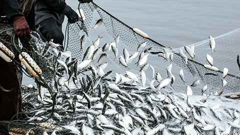 Catching fish with net