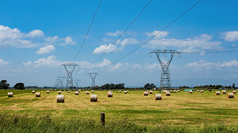 A wide shot of an NZ field with high voltage power lines