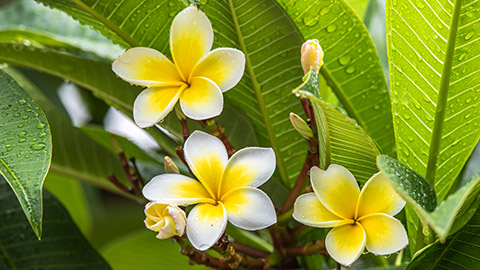 A close view of frangipani flowers