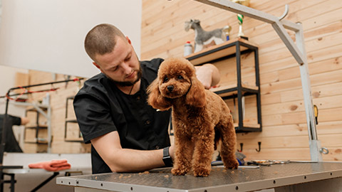 A groomer with a dog