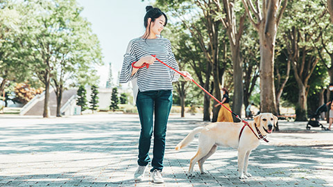 A person walking a dog