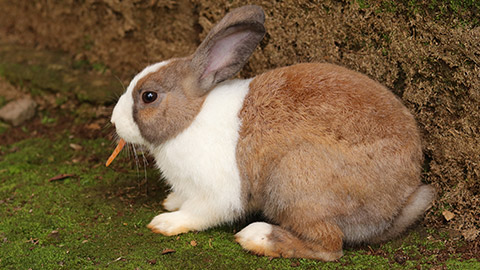 A dutch rabbit