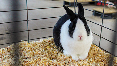 A dutch rabbit in an indoor cage