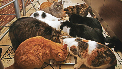 A group of cats eating at a shelter