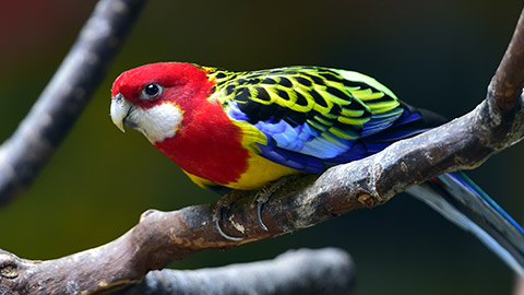 A Rosella