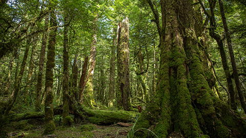 Forest in New Zealand