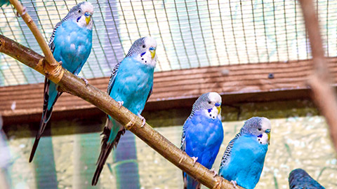 Budgies on a branch