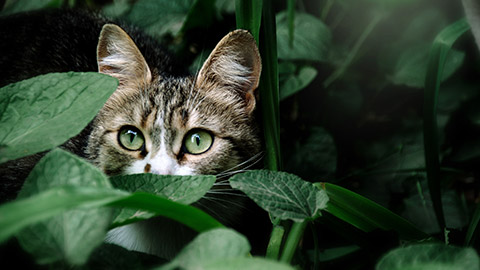 A cat hiding in bushes