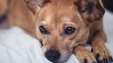 A close view of a dog's face