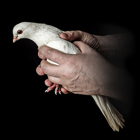 A person holding a pigeon