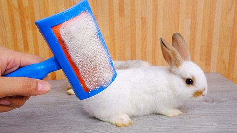 A person brushing a rabbit