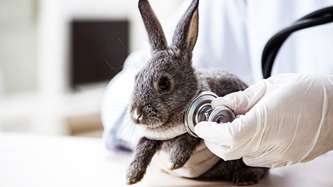 Vet doctor checking up rabbit in his clinic