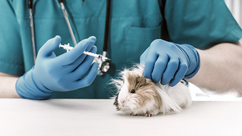 Veterinarian doctor holding a syringe for treating guinea pig.