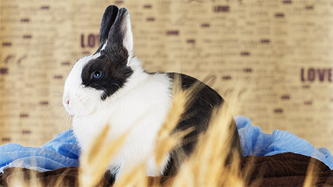 Dutch rabbit, white and black on the floor. Showing a cute expression