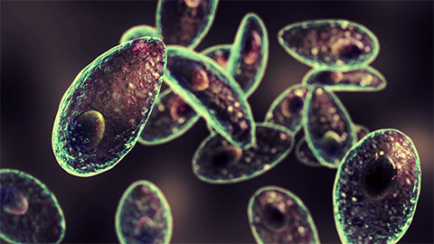 Parasitic protozoans Toxoplasma gondii, the causative agent of toxoplasmosis in tachyzoite stage, 3D illustration