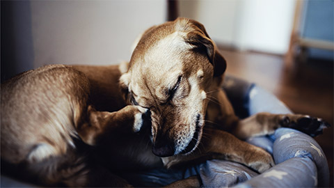 Small dog laying down in his bed and scratching